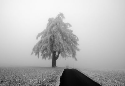 black and white