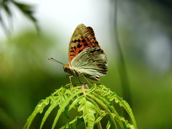 Butterfly perching on leaf