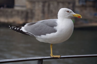 Close-up of seagull perching on railing