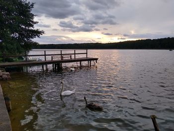 View of ducks swimming in lake during sunset