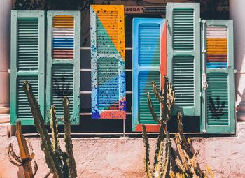 Color wall with cactus