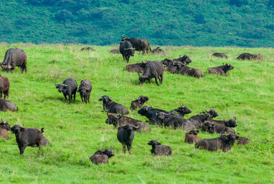 Herd of african buffalos - syncerus caffer in ngorongoro conservation area,