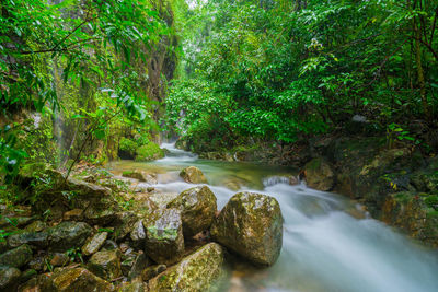 Scenic view of waterfall in forest