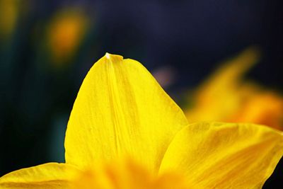 Close-up of yellow flower blooming outdoors