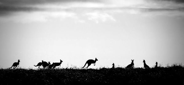 Flock of animals on field against sky