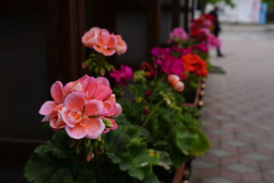 Close-up of pink rose flower pot