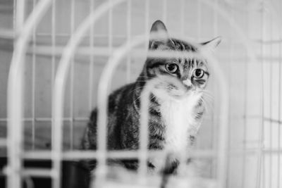 Portrait of cat looking at cage