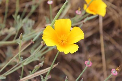 Close-up of yellow flower