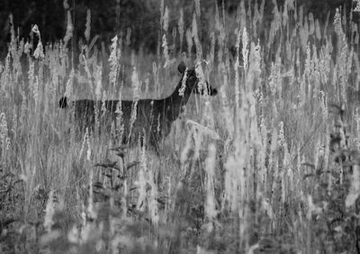 Close-up of horse in water