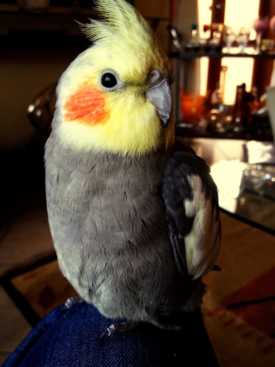 animal themes, bird, one animal, close-up, focus on foreground, indoors, animals in the wild, wildlife, beak, looking away, portrait, no people, animal head, nature, day, front view, perching, two animals