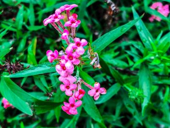 Close-up of pink flowering plant