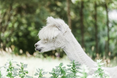 Close-up of alpaca against trees