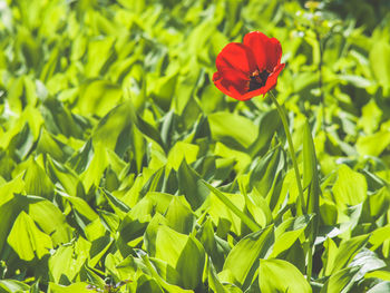 Close-up of red flowering plant on field