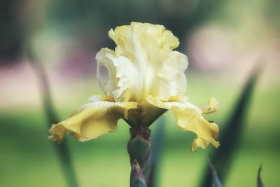 Close-up of yellow flowering plant