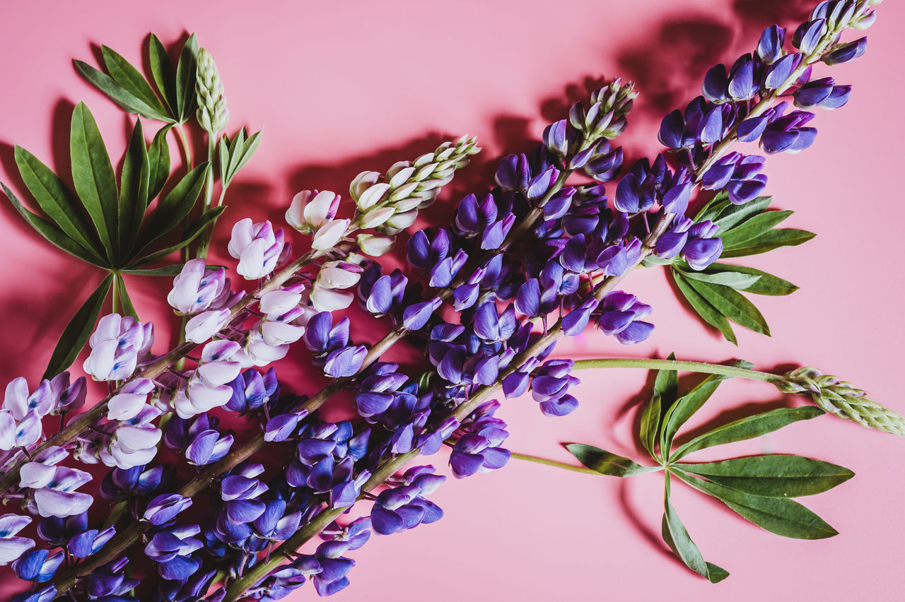 CLOSE-UP OF FLOWERING PLANT AGAINST PURPLE WALL