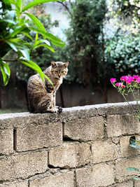 Portrait of cat sitting on retaining wall