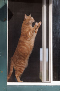 Cat looking through window