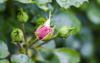 Close-up of pink flowering plant