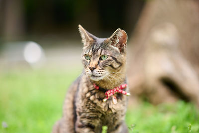 Tabby cat looking away