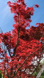 Low angle view of red flowering tree against sky