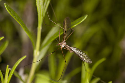 Close-up of insect on plant