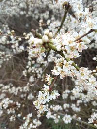 Apple blossoms in spring