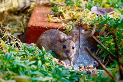 Portrait of an mouse on land