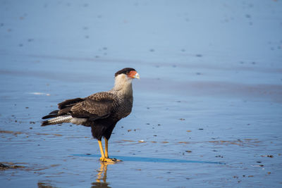 Bird perching on a beach