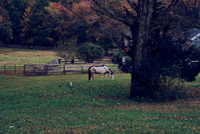 Horse grazing in field