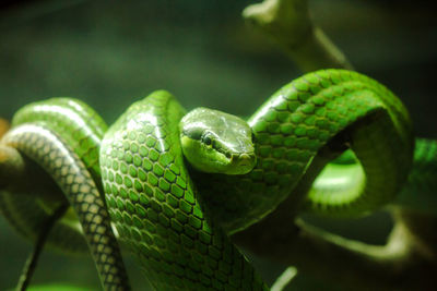 Close-up of green snake