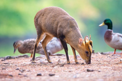 Side view of two birds on land