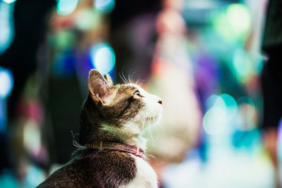 Close-up of a cat looking away
