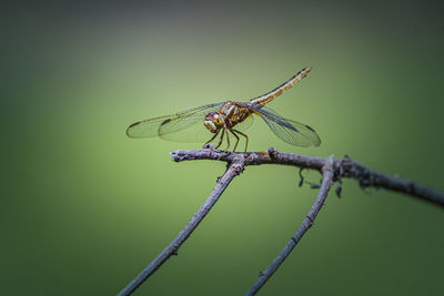 Close-up of dragonfly on plant