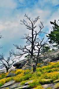 Bare tree on field against sky