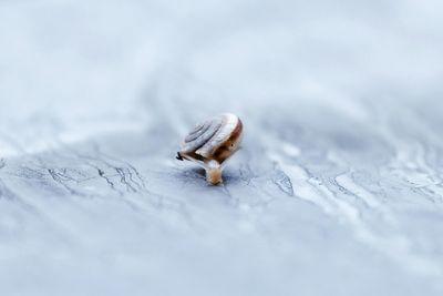 Close-up of snail on land