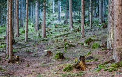 View of trees in forest