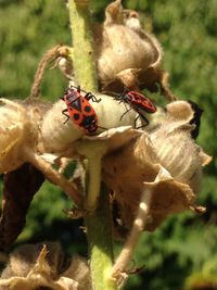 Close-up of ladybug on plant