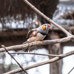 Close-up of bird in cage