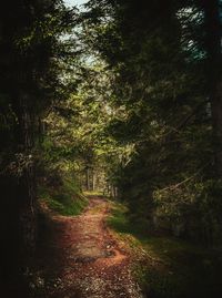 View of trees in the forest