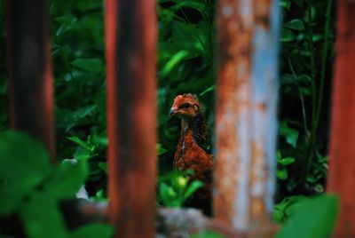 Close-up of a bird looking away