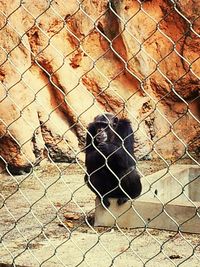 Close-up of chainlink fence