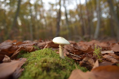 Close-up of mushrooms growing on field