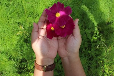 Close-up of hand holding pink flower
