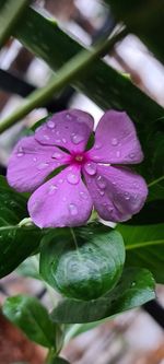 Close-up of raindrops on pink flower