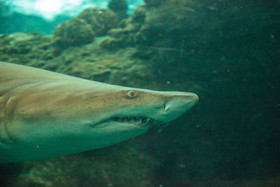 Close-up of fish swimming in sea