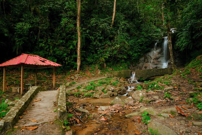 Scenic view of river amidst trees in forest