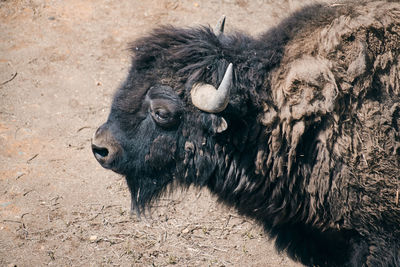 High angle view of an animal on field