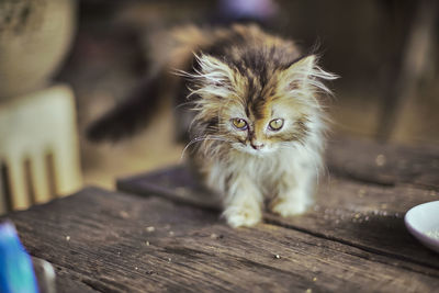 Portrait of kitten on table