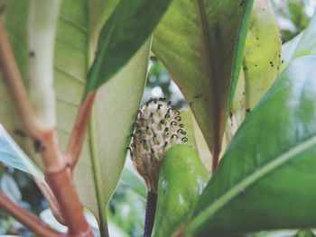 Close-up of butterfly perching on leaf