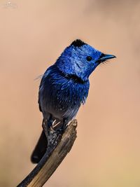 Close-up of bird perching on a branch